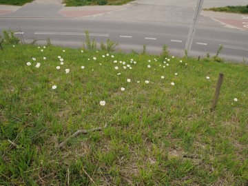 zawil. 14.05.26 7, 